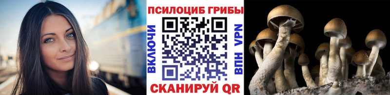 дарнет шоп Ардатов Псилоцибиновые грибы Psilocybine cubensis